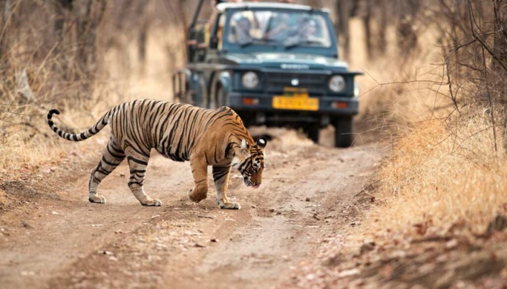 what is so special about uttarakhand
jim corbett national park
tiger