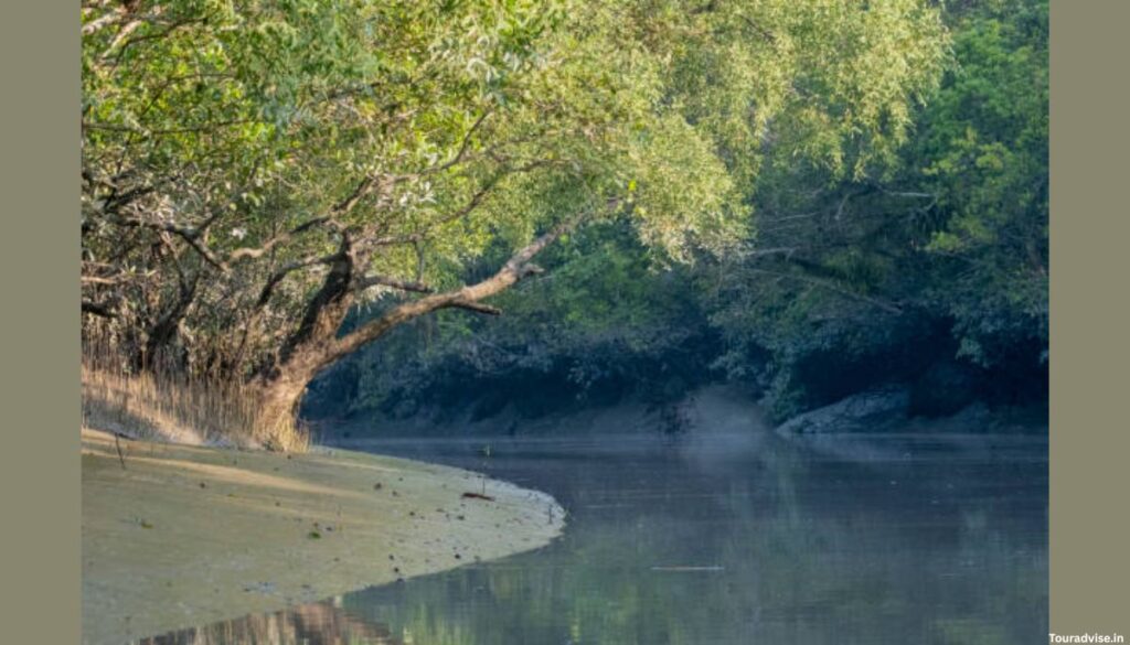 what is so famous about west bengal
touradvise
Sundarbans: Mangroves and Mystique