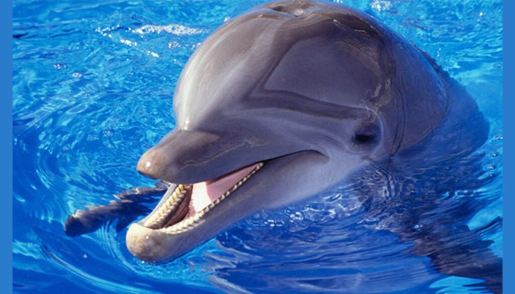 vikramshila gangetic dolphin santuary
bihar
what are the places to visit in bihar